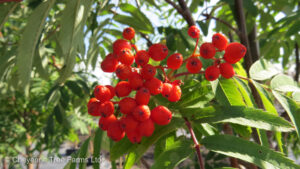 RUSSIAN Mountain Ash - Cheyenne Tree Farms Ltd.