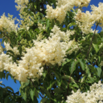 IVORY SILK Lilac - Cheyenne Tree Farms (2018) Ltd.