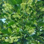 Tilia DROPMORE Linden Tree - Cheyenne Tree Farms