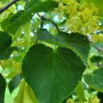Tilia DROPMORE Linden Tree - Cheyenne Tree Farms