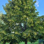 Tilia DROPMORE Linden Tree - Cheyenne Tree Farms