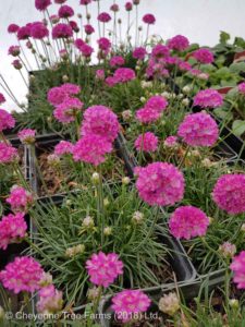 Thrift – Splendens