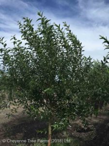 Willow – Prairie Reflection Laurel Leaf