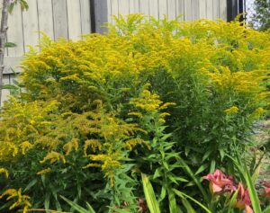 Goldenrod – Little Lemon Solidago