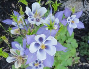 Columbine – Origami