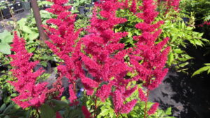 False Spirea – Fanal