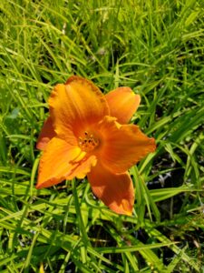 Daylily – Mauna Loa