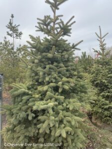 Spruce – Fir Ever Green Colorado