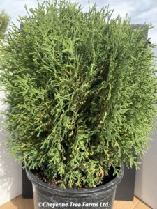 Cedar – Hetz Midget