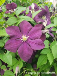 Clematis – Jackmanii (Group C)