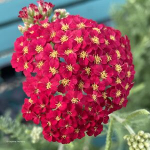 Yarrow – Paprika