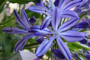 Blue Triumphator African Lily