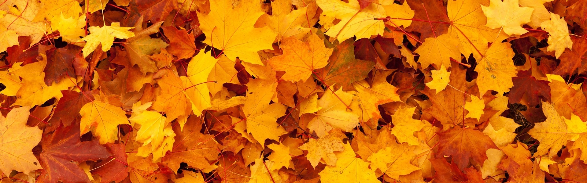 autumn-83761_1920 pixabay