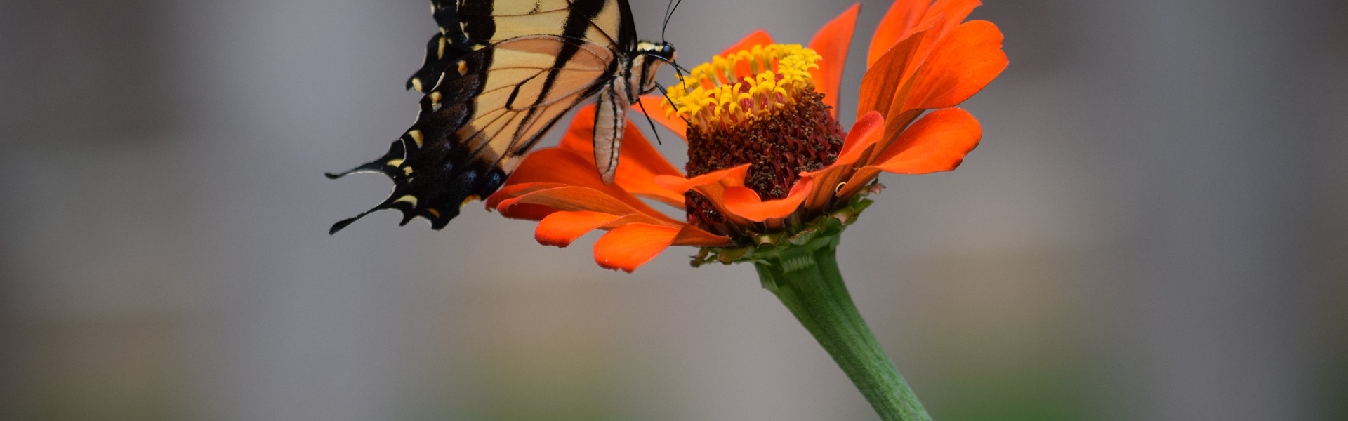 butterfly-2149716_1920 pxabuy
