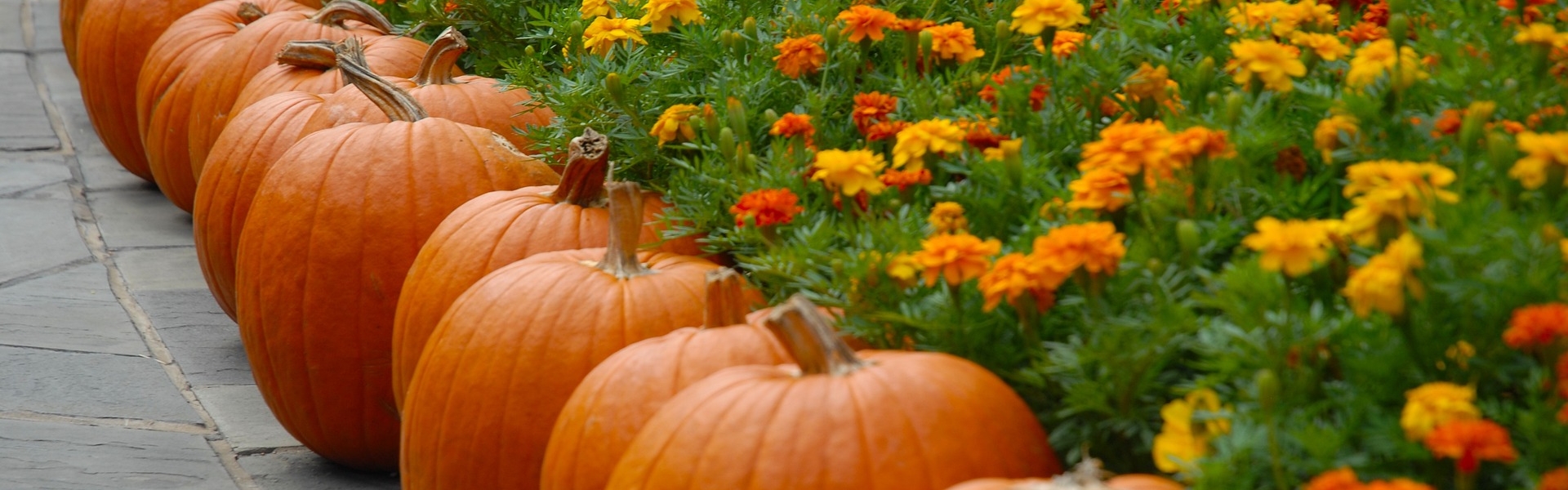 pumpkin-2868748_1920 pixabuy